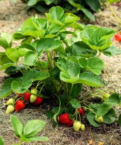 Everbearing Strawberry Live Plant – 3 inch Pot – Sweet Berries – Outdoor - Image 6