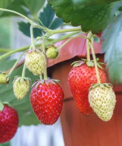 Everbearing Strawberry Live Plant – 3 inch Pot – Sweet Berries – Outdoor - Image 7