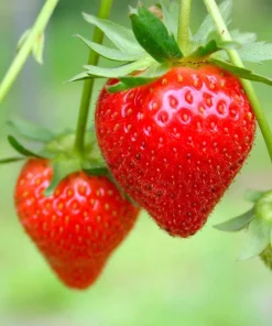 Everbearing Strawberry Live Plant – 3 inch Pot – Sweet Berries – Outdoor - Image 8