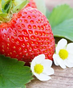 Everbearing Strawberry Live Plant – 3 inch Pot – Sweet Berries – Outdoor - Image 9