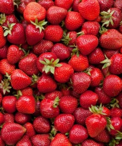 Everbearing Strawberry Live Plants – Set of 2 – 3 inch Pots – Edible Sweet Berries for Gardens & Containers - Image 10