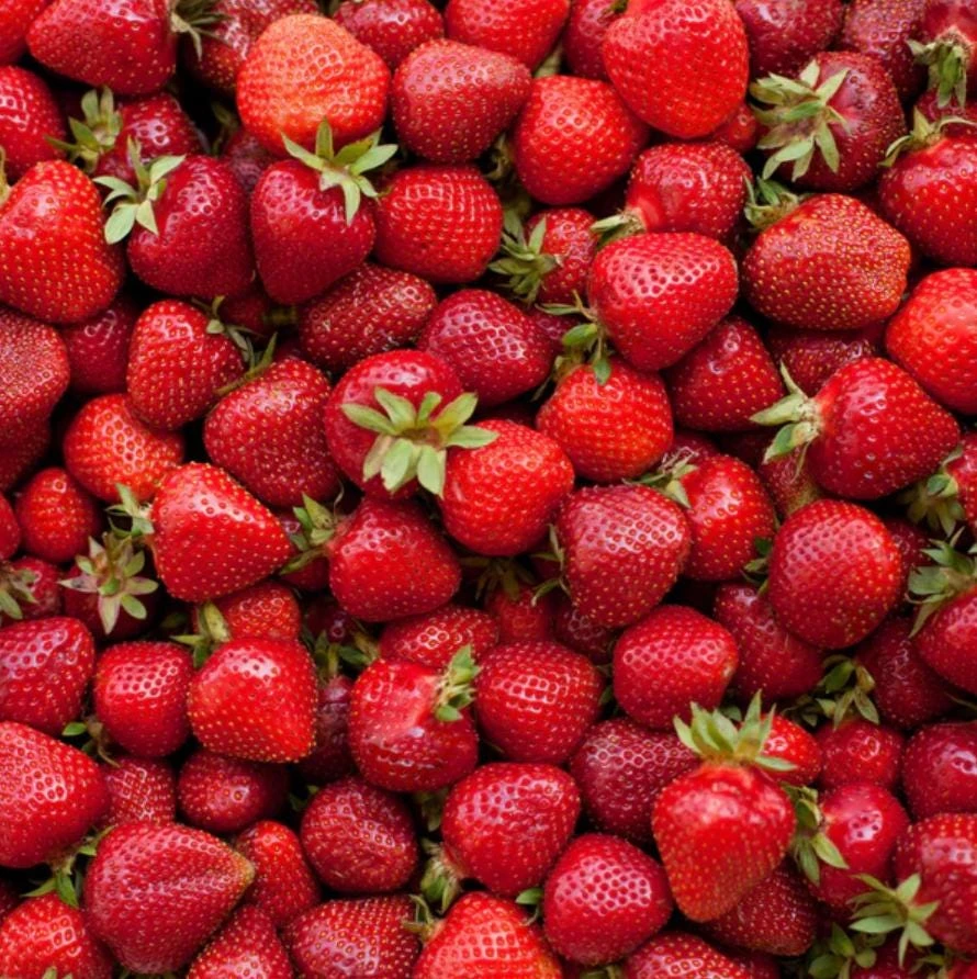 Everbearing Strawberry Live Plants – Set of 2 – 3 inch Pots – Edible Sweet Berries for Gardens & Containers - Image 10