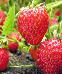 Everbearing Strawberry Live Plants – Set of 2 – 3 inch Pots – Edible Sweet Berries for Gardens & Containers - Image 2