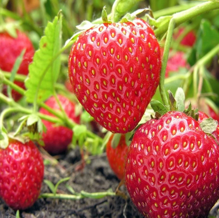 Everbearing Strawberry Live Plants – Set of 2 – 3 inch Pots – Edible Sweet Berries for Gardens & Containers - Image 2