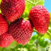 Everbearing Strawberry Live Plants – Set of 2 – 3 inch Pots – Edible Sweet Berries for Gardens & Containers - Image 1