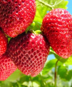 Everbearing Strawberry Live Plants – Set of 2 – 3 inch Pots – Edible Sweet Berries for Gardens & Containers - Image 1