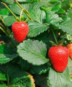 Everbearing Strawberry Live Plants – Set of 2 – 3 inch Pots – Edible Sweet Berries for Gardens & Containers - Image 3