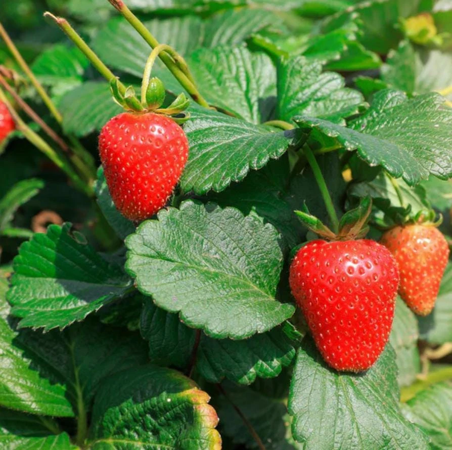 Everbearing Strawberry Live Plants – Set of 2 – 3 inch Pots – Edible Sweet Berries for Gardens & Containers - Image 3