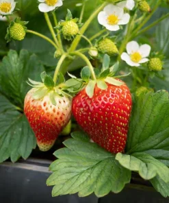 Everbearing Strawberry Live Plants – Set of 2 – 3 inch Pots – Edible Sweet Berries for Gardens & Containers - Image 4