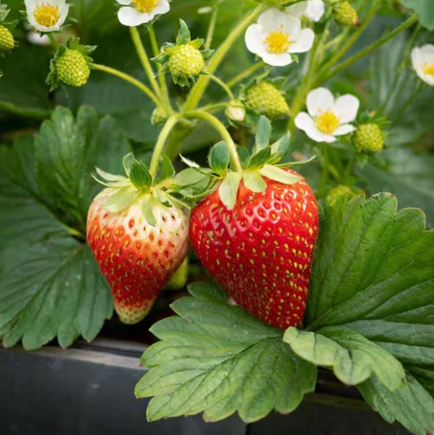 Everbearing Strawberry Live Plants – Set of 2 – 3 inch Pots – Edible Sweet Berries for Gardens & Containers - Image 4