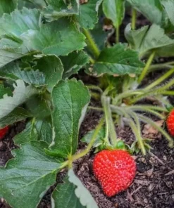Everbearing Strawberry Live Plants – Set of 2 – 3 inch Pots – Edible Sweet Berries for Gardens & Containers - Image 5