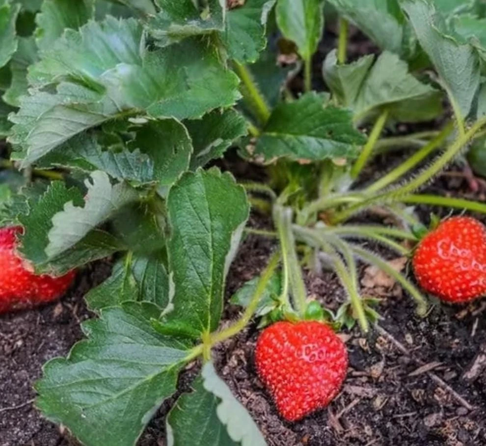 Everbearing Strawberry Live Plants – Set of 2 – 3 inch Pots – Edible Sweet Berries for Gardens & Containers - Image 5