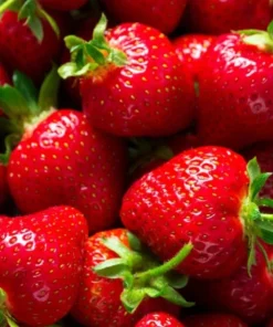Everbearing Strawberry Live Plants – Set of 2 – 3 inch Pots – Edible Sweet Berries for Gardens & Containers - Image 6