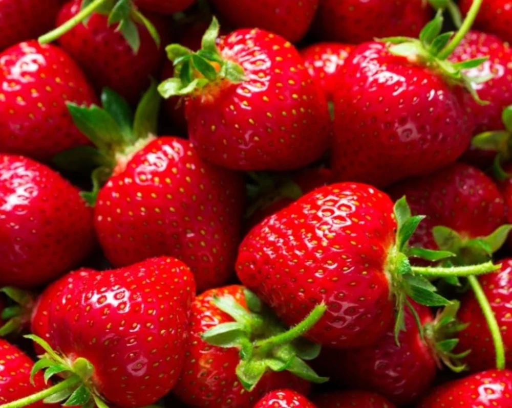 Everbearing Strawberry Live Plants – Set of 2 – 3 inch Pots – Edible Sweet Berries for Gardens & Containers - Image 6