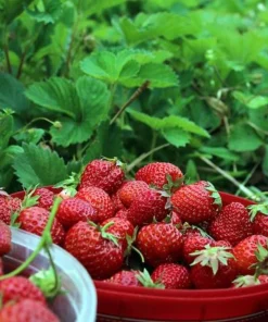 Everbearing Strawberry Live Plants – Set of 2 – 3 inch Pots – Edible Sweet Berries for Gardens & Containers - Image 7