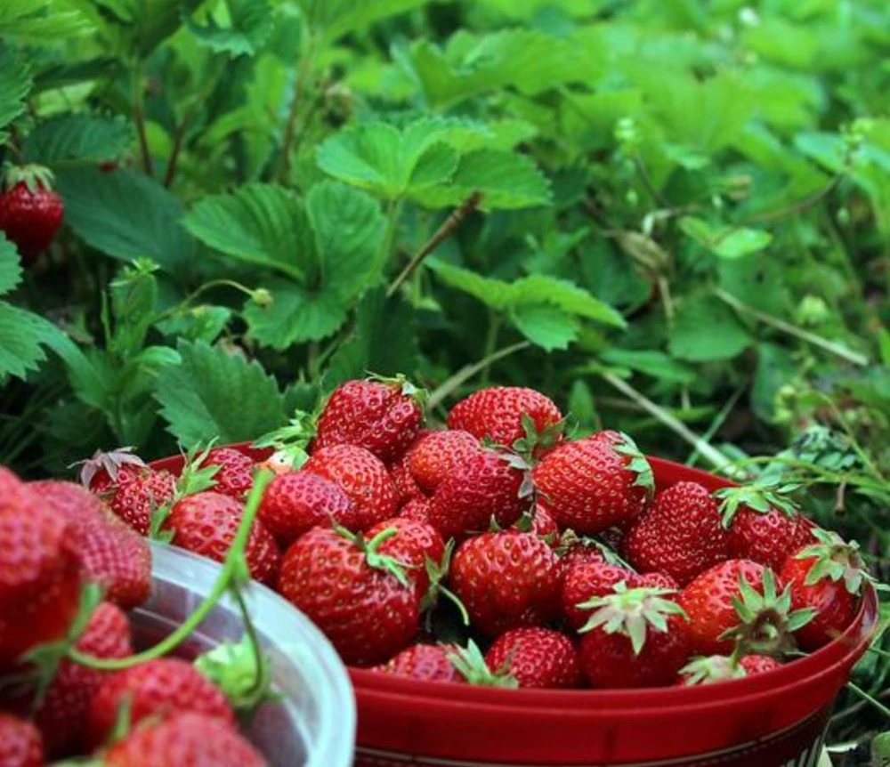 Everbearing Strawberry Live Plants – Set of 2 – 3 inch Pots – Edible Sweet Berries for Gardens & Containers - Image 7