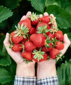 Everbearing Strawberry Live Plants – Set of 2 – 3 inch Pots – Edible Sweet Berries for Gardens & Containers - Image 8