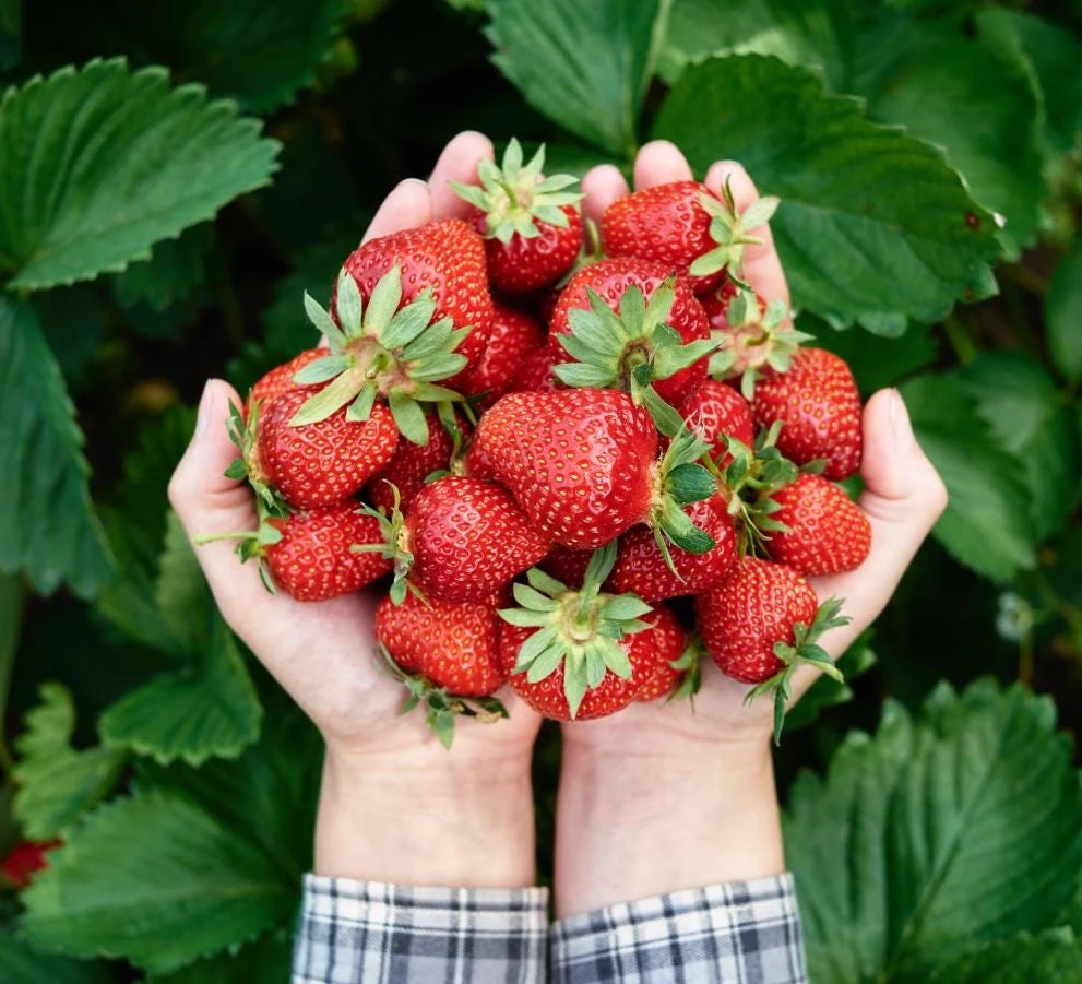 Everbearing Strawberry Live Plants – Set of 2 – 3 inch Pots – Edible Sweet Berries for Gardens & Containers - Image 8