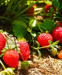 Everbearing Strawberry Live Plants – Set of 2 – 3 inch Pots – Edible Sweet Berries for Gardens & Containers - Image 9