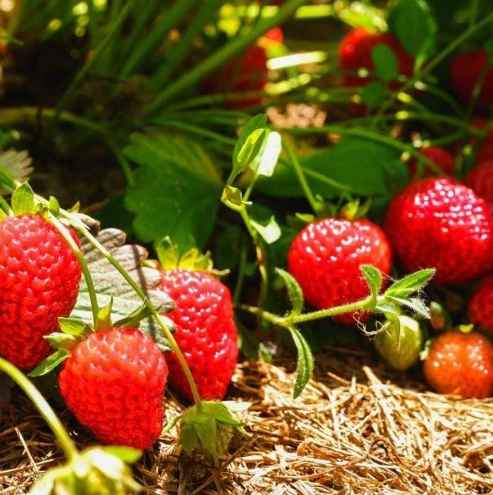 Everbearing Strawberry Live Plants – Set of 2 – 3 inch Pots – Edible Sweet Berries for Gardens & Containers - Image 9