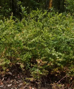 Evergreen Huckleberry Live Plant Set (2) - Vaccinium ovatum - 4-10