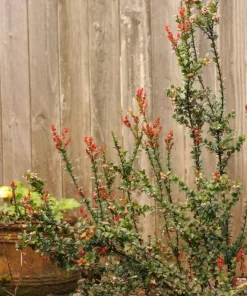 Evergreen Huckleberry Live Plant Set (2) - Vaccinium ovatum - 4-10