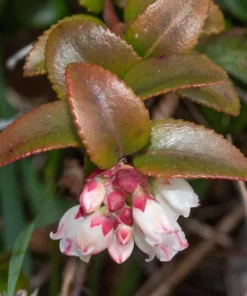 Evergreen Huckleberry Live Plant Set (2) - Vaccinium ovatum - 4-10