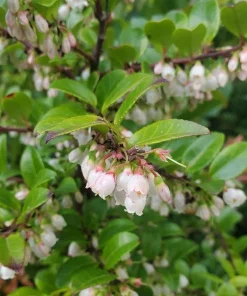 Evergreen Huckleberry Live Plant Set (2) - Vaccinium ovatum - 4-10