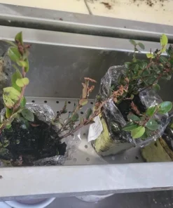 Evergreen Huckleberry Live Plant Set (2) - Vaccinium ovatum - 4-10