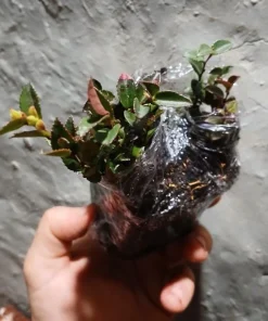 Evergreen Huckleberry Live Plant Set (2) - Vaccinium ovatum - 4-10