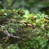 Evergreen Huckleberry Live Plant Set (2) - Vaccinium ovatum - 4-10" Tall - 4" Pot - Edible Berries - Image 1