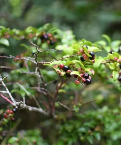 Evergreen Huckleberry Live Plant Set (2) - Vaccinium ovatum - 4-10