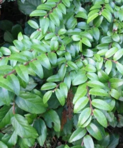 Evergreen Huckleberry Live Plant - Vaccinium ovatum - 10-18