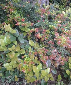 Evergreen Huckleberry Live Plant - Vaccinium ovatum - 10-18