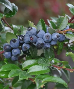 Evergreen Huckleberry Live Plant - Vaccinium ovatum - 10-18