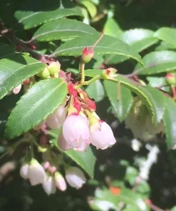Evergreen Huckleberry Live Plant – Vaccinium ovatum – 4-10