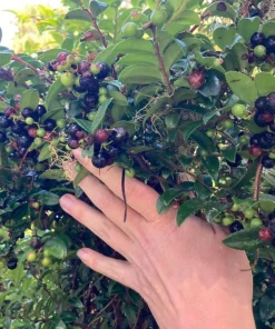 Evergreen Huckleberry Live Plant - Vaccinium ovatum - 3-7