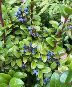 Evergreen Huckleberry Live Plant – Vaccinium ovatum – 4-10