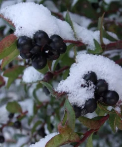 Evergreen Huckleberry Live Plant - Vaccinium ovatum - 10-18
