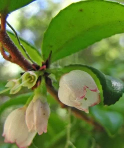 Evergreen Huckleberry Live Plant - Vaccinium ovatum - 3-7