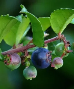 Evergreen Huckleberry Live Plant - Vaccinium ovatum - 3-7