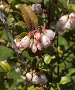 Evergreen Huckleberry Live Plant – Vaccinium ovatum – 4-10