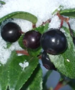 Evergreen Huckleberry Live Plant - Vaccinium ovatum - 10-18