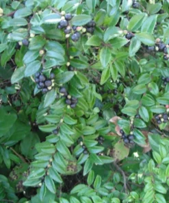 Evergreen Huckleberry Live Plant - Vaccinium ovatum - 10-18
