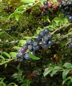 Evergreen Huckleberry Live Plant – Vaccinium ovatum – 4-10