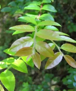 Evergreen Huckleberry Live Plant - Vaccinium ovatum - 3-7