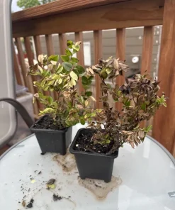 Evergreen Huckleberry Live Plant – Vaccinium ovatum – 4-10