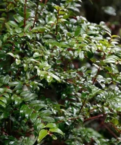 Evergreen Huckleberry Live Plant - Vaccinium ovatum - 3-7