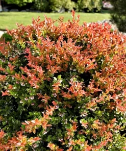 Evergreen Huckleberry Live Plant - Vaccinium ovatum - 10-18