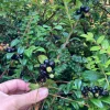 Evergreen Huckleberry Live Plant - Vaccinium ovatum - 3-7" Tall in 3" Pot - Edible Berries - Image 1